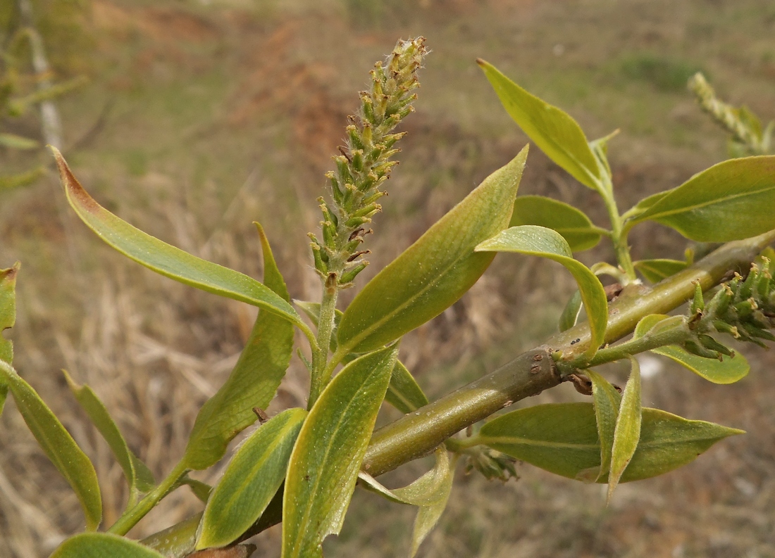 Изображение особи Salix &times; lispoclados.