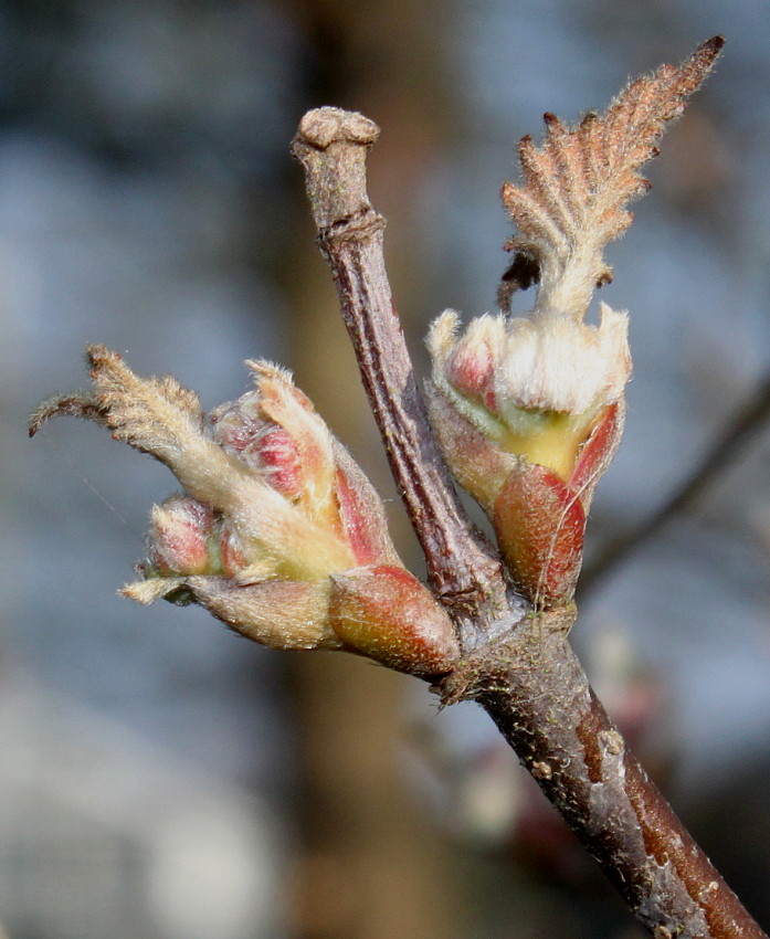 Изображение особи род Viburnum.