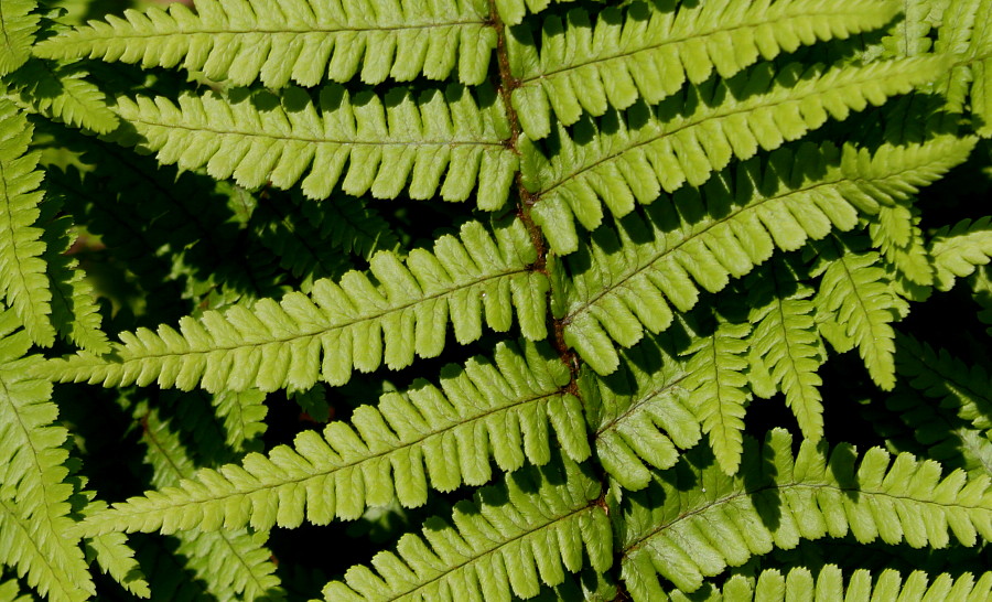 Image of Dryopteris affinis specimen.