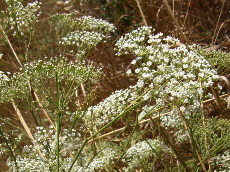 Изображение особи Falcaria vulgaris.