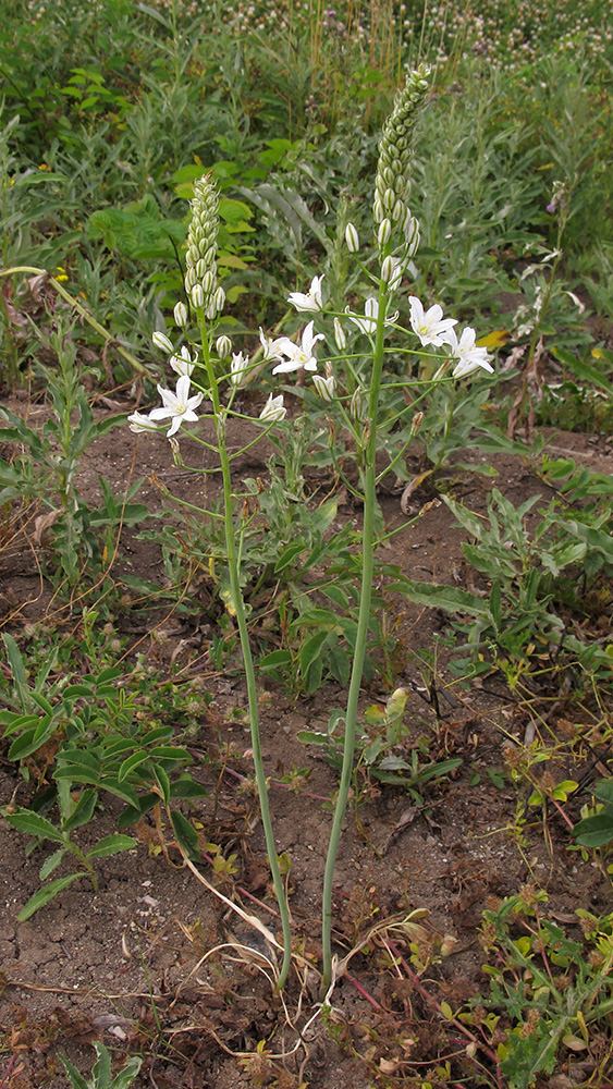 Изображение особи Ornithogalum ponticum.