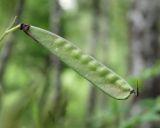 Lathyrus niger