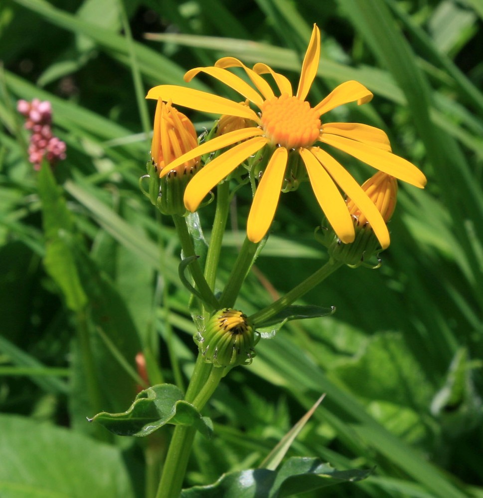 Изображение особи Senecio kolenatianus.