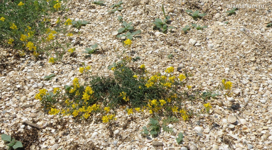 Image of Medicago falcata specimen.