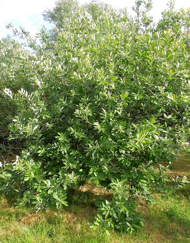 Изображение особи Salix cinerea.