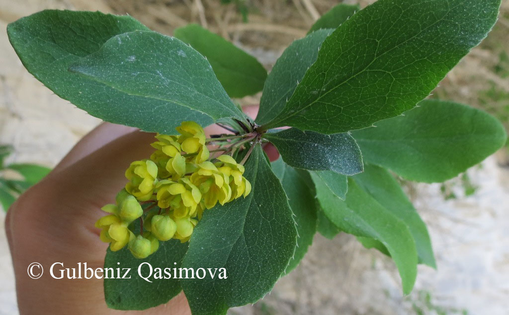 Изображение особи Berberis vulgaris.