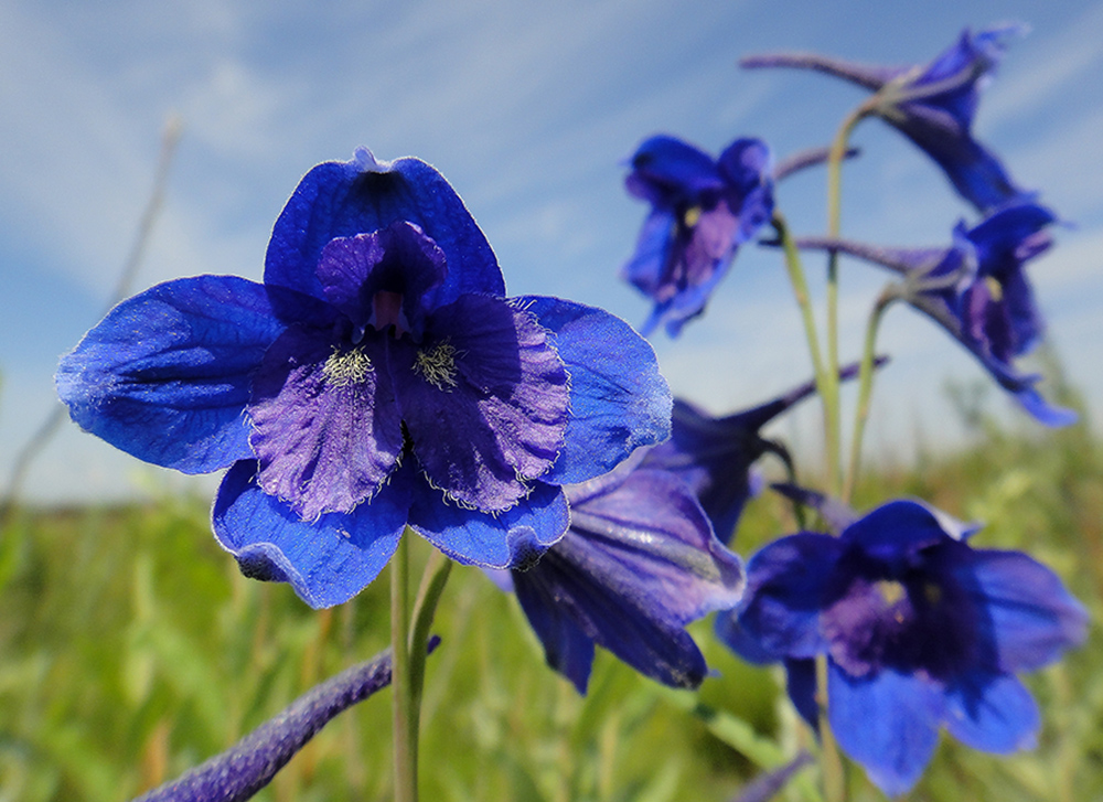 Изображение особи Delphinium cheilanthum.