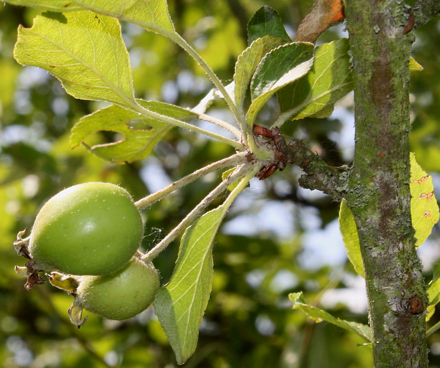 Изображение особи Malus sieversii.