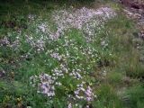 Dianthus superbus