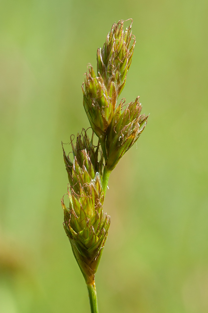 Image of Carex leporina specimen.