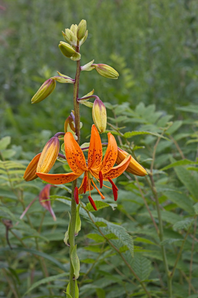 Изображение особи Lilium distichum.