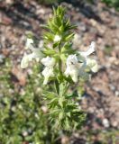 Stachys annua