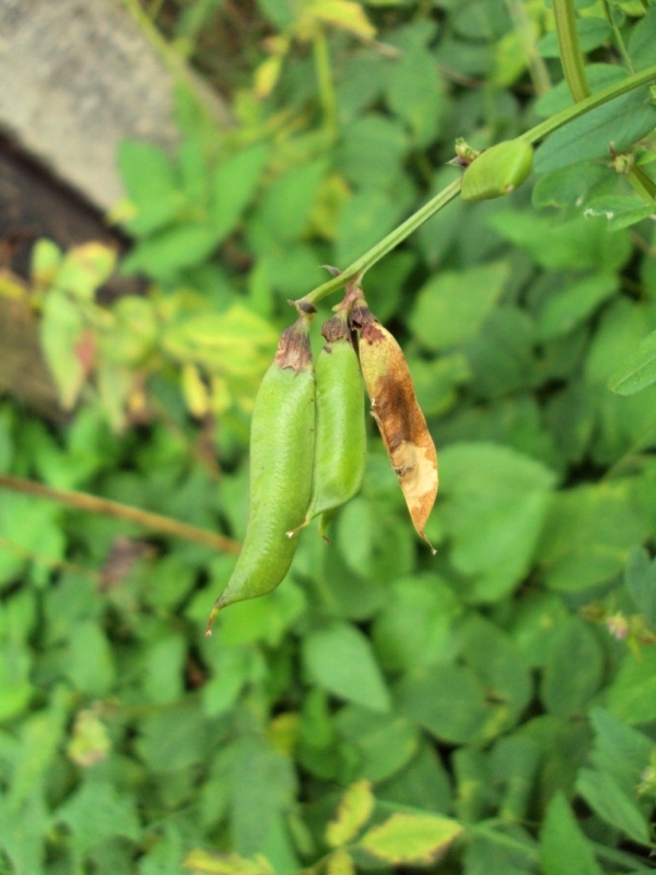 Image of Vicia sepium specimen.