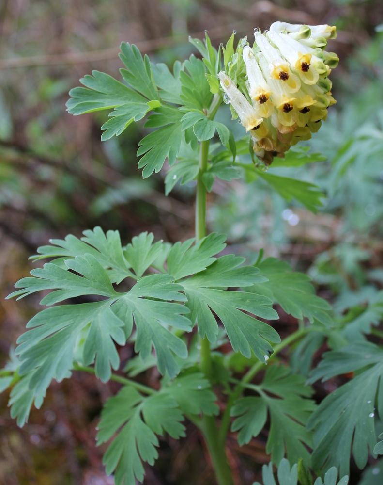 Image of Corydalis nobilis specimen.