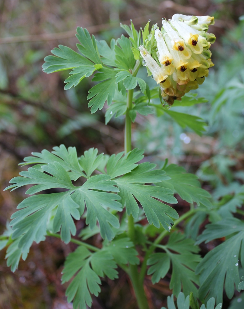 Изображение особи Corydalis nobilis.