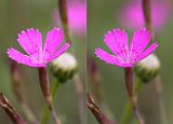 Dianthus deltoides