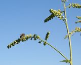 Cimicifuga foetida