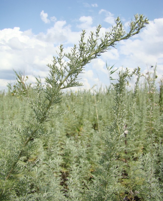 Изображение особи Artemisia pontica.