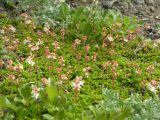 Bryanthus gmelinii