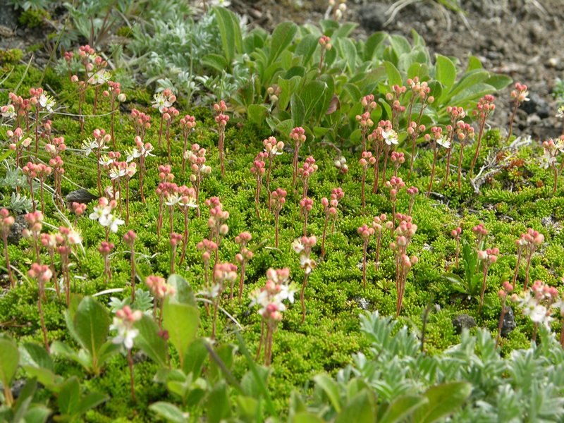 Изображение особи Bryanthus gmelinii.