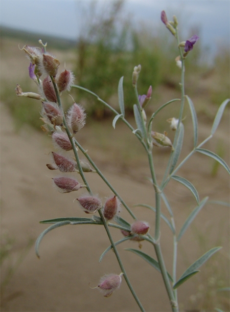 Image of Astragalus karakugensis specimen.