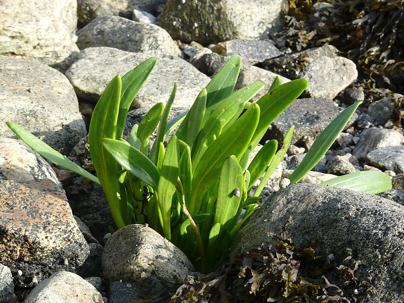 Изображение особи Tripolium pannonicum ssp. tripolium.