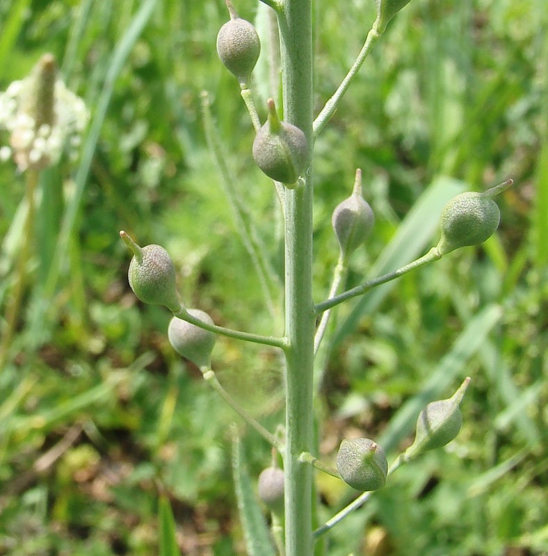 Image of Camelina sylvestris specimen.