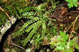 Asplenium trichomanes