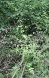 Cucubalus baccifer. Цветущее растение. Белгородская обл., \"Лес на Ворскле\", опушка дендрария. 05.07.2009.