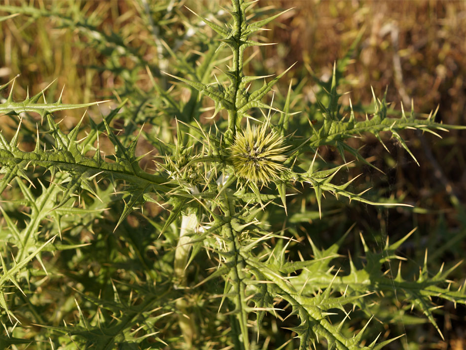 Изображение особи Echinops maracandicus.