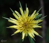 Tragopogon subspecies major