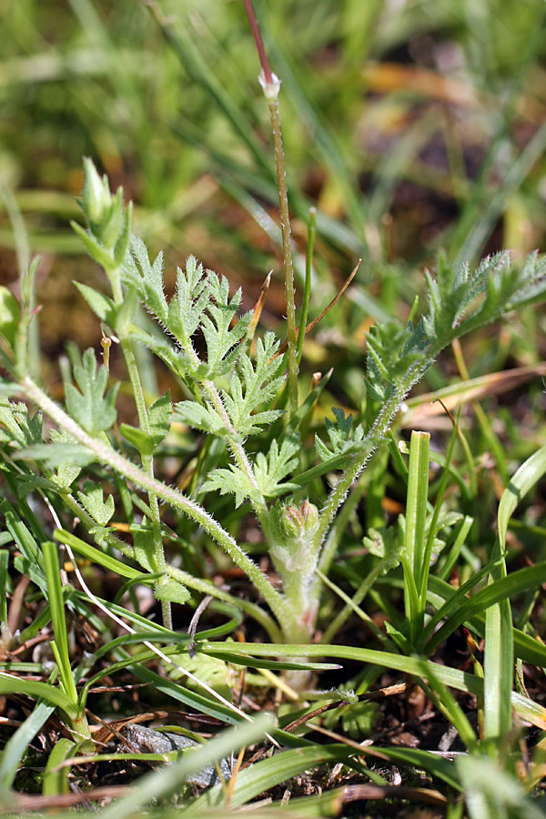 Изображение особи Erodium cicutarium.