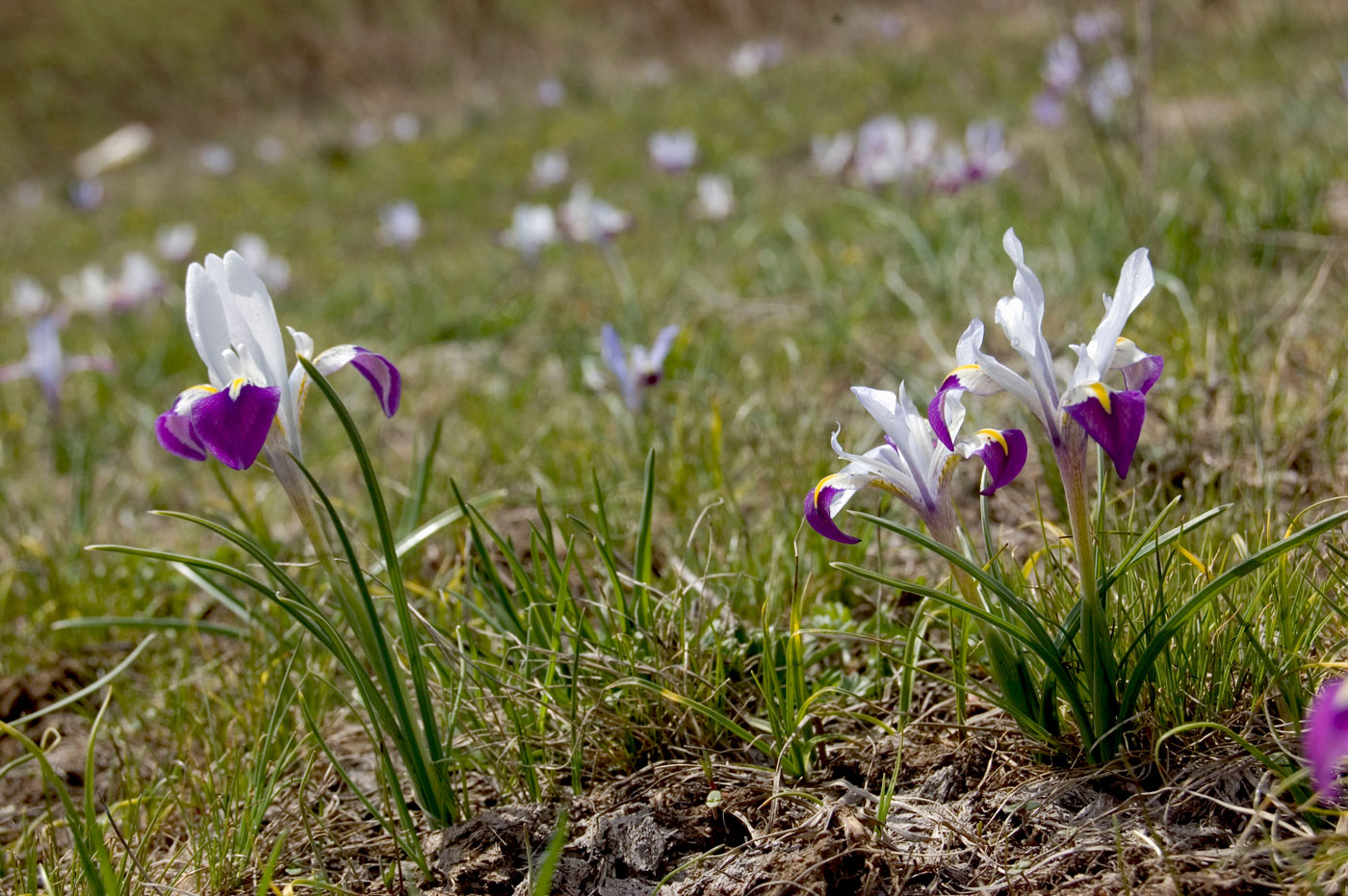 Изображение особи Iridodictyum kolpakowskianum.