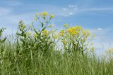 Bunias orientalis. Цветущие растения на сухом разнотравно-злаковом лугу. Ленинградская обл., Гатчинский р-н, окр. пос. Пудость. 14.06.2015.