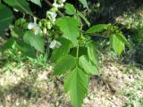 Cardiospermum grandiflorum