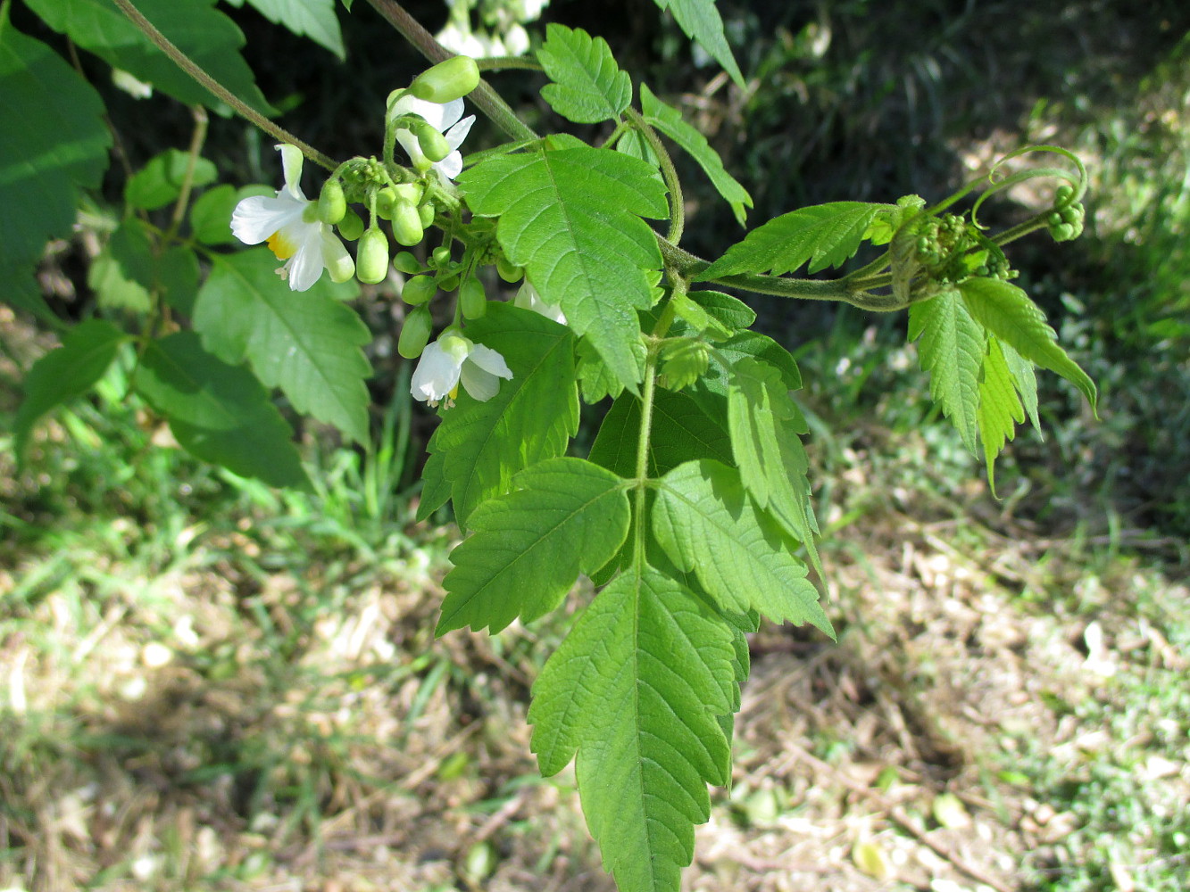 Изображение особи Cardiospermum grandiflorum.