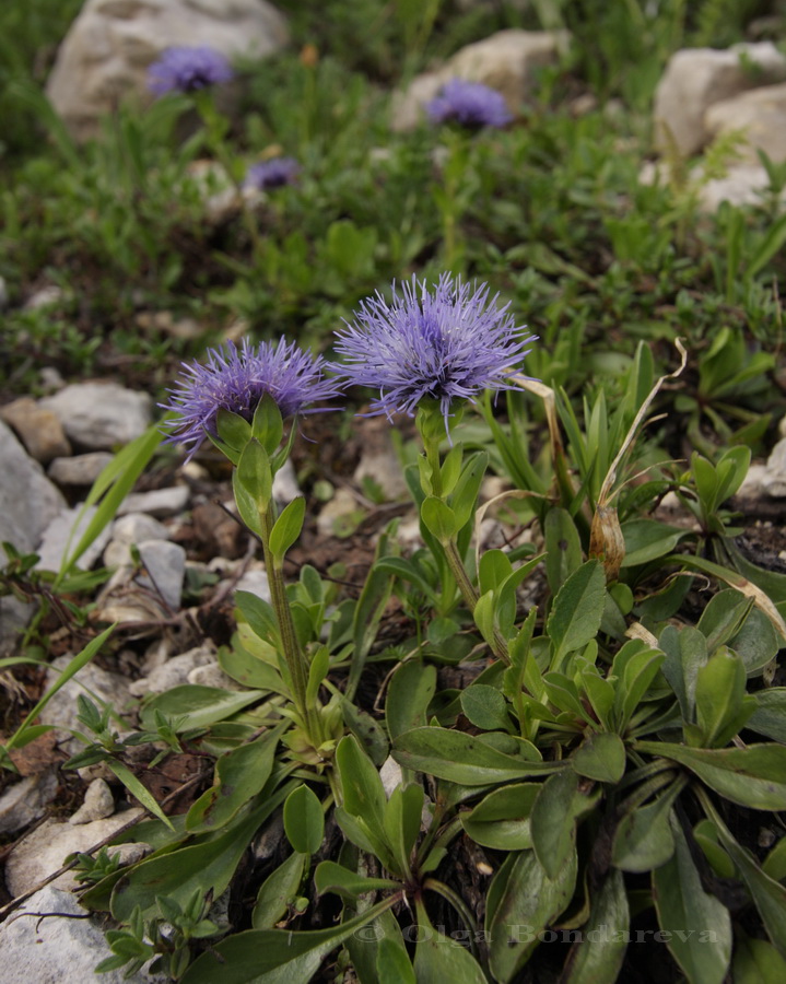 Image of Globularia trichosantha specimen.