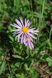 Aster serpentimontanus