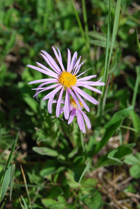 Изображение особи Aster serpentimontanus.