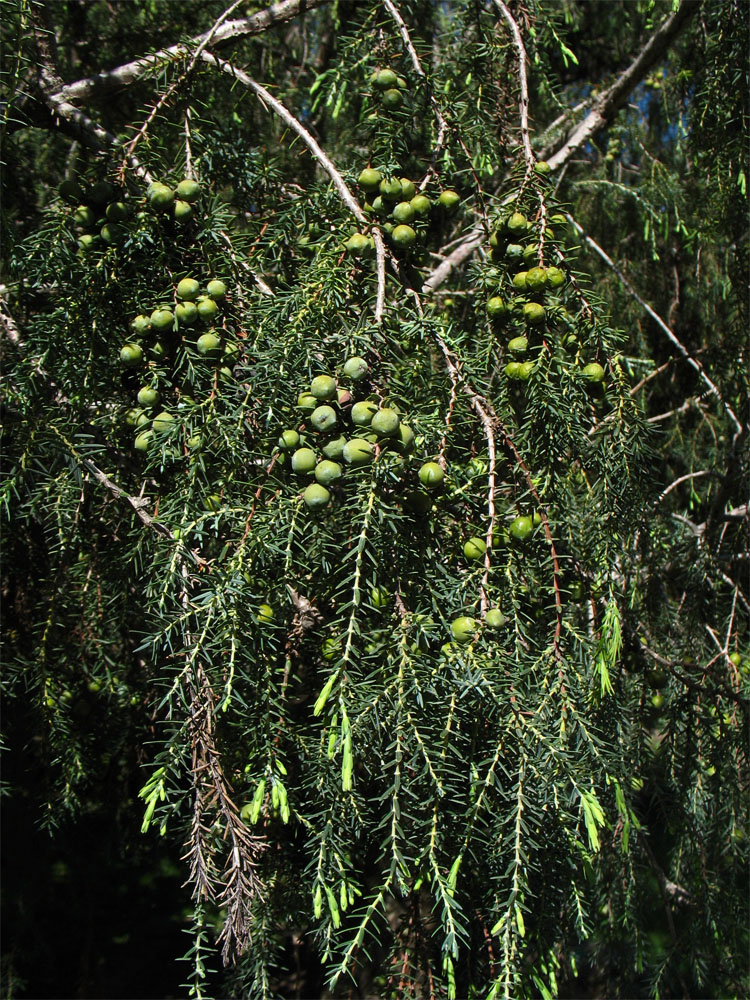 Image of Juniperus cedrus specimen.