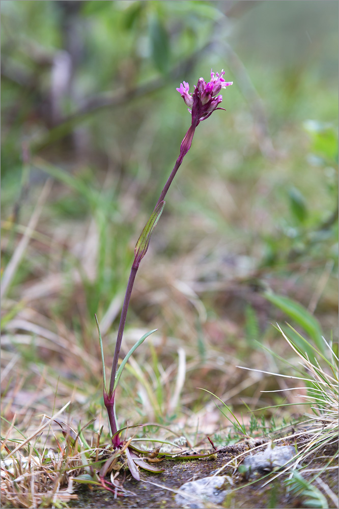 Image of Viscaria alpina specimen.