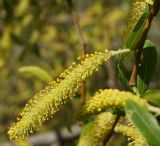 Salix excelsa