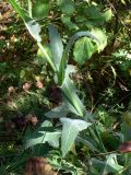 Sonchus arvensis. Средняя часть побега. Челябинская обл., окр. г. Челябинск, Золотая горка, берёзовый лес. 26.08.2014.