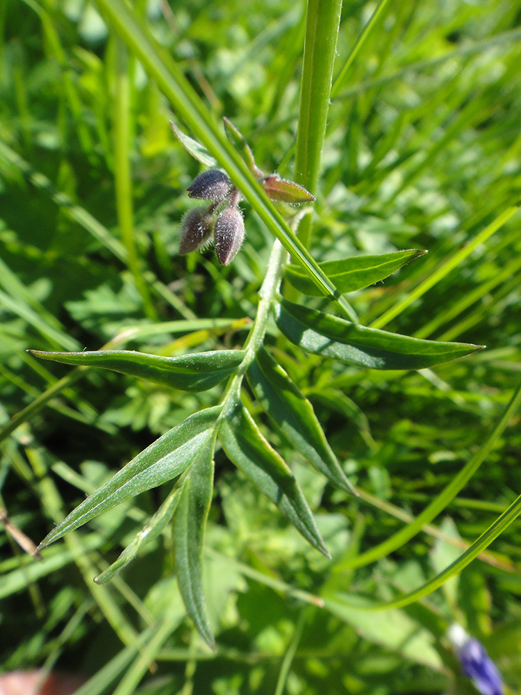 Image of Polemonium acutiflorum specimen.