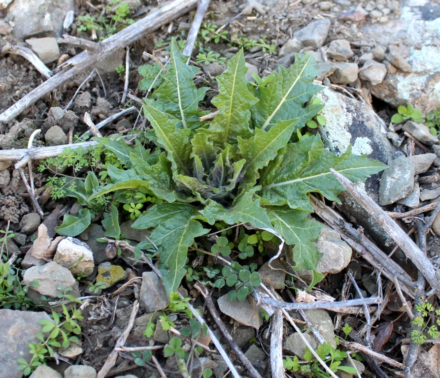 Изображение особи Hyoscyamus turcomanicus.