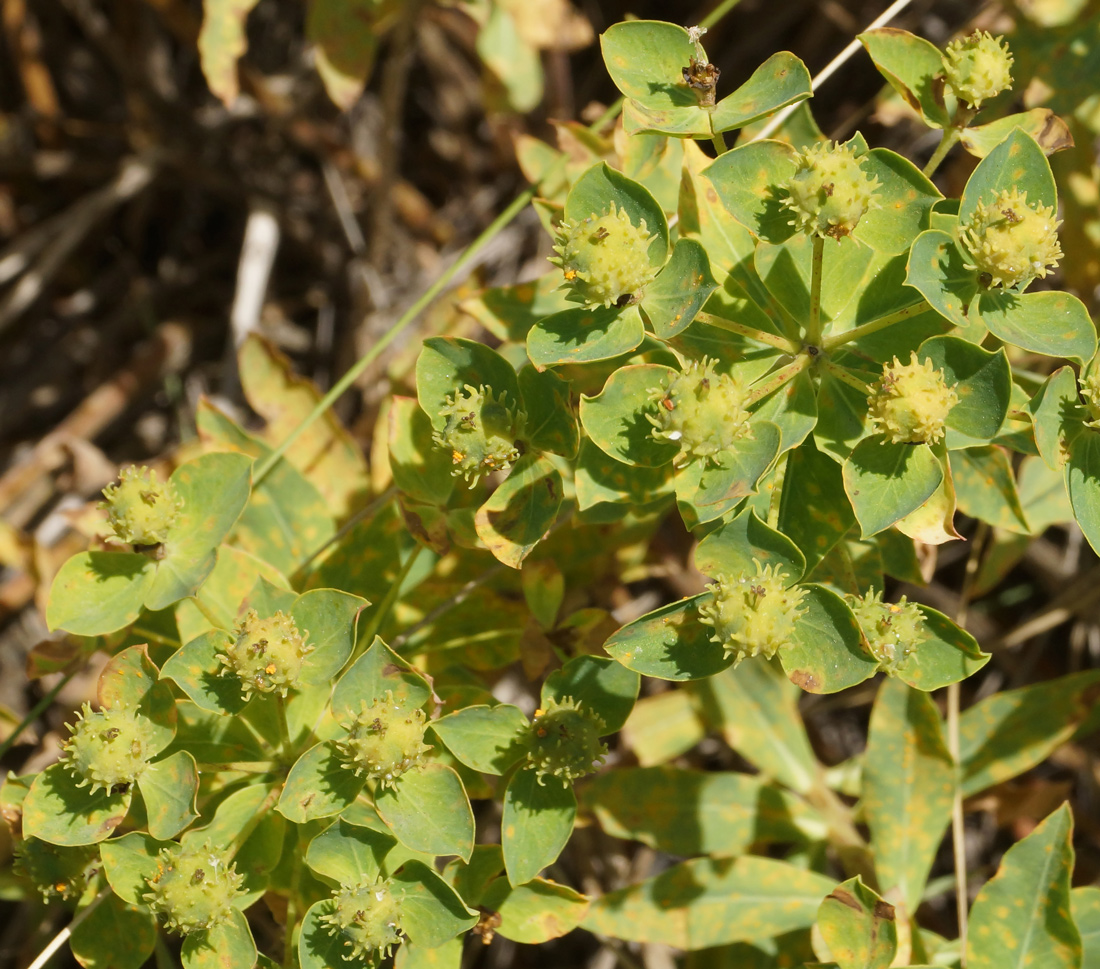 Изображение особи Euphorbia macrorhiza.