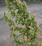 Rumex longifolius