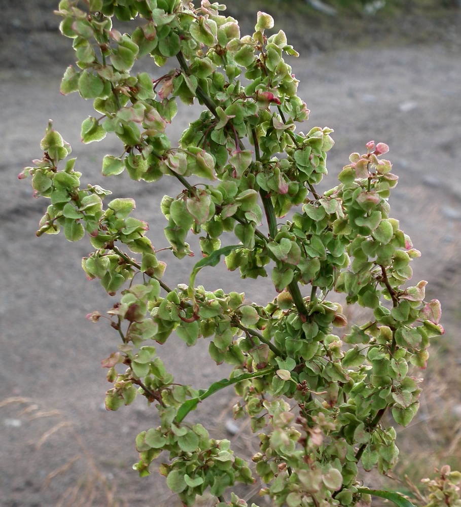 Image of Rumex longifolius specimen.