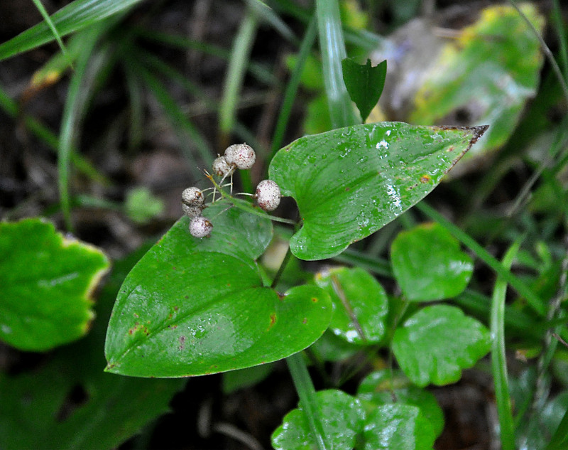 Изображение особи Maianthemum dilatatum.