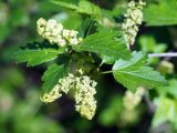Ribes alpinum. Верхушка побега с соцветиями. Ленинградская обл., Волховский р-н, берег р. Волхов на въезде в Новую Ладогу. 19.05.2014.